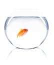 Goldfish swimming in bowl