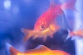 Goldfish swimming in fish tank Royalty Free Stock Photo