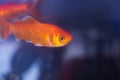 Goldfish swimming in fish tank Royalty Free Stock Photo