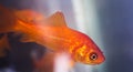 Goldfish swimming in fish tank Royalty Free Stock Photo