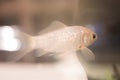 Goldfish swimming in fish tank Royalty Free Stock Photo