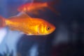 Goldfish swimming in fish tank Royalty Free Stock Photo