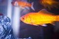 Goldfish swimming in fish tank Royalty Free Stock Photo