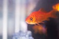 Goldfish swimming in fish tank Royalty Free Stock Photo