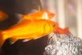 Goldfish swimming in fish tank Royalty Free Stock Photo