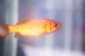 Goldfish swimming in fish tank Royalty Free Stock Photo