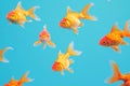 Goldfish swimming in a fish tank with light blue water Royalty Free Stock Photo