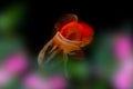 Goldfish isolated and flowers foreground on black background