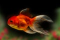 Goldfish isolated and flowers foreground on black background