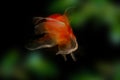 Goldfish isolated and flowers foreground on black background