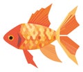 Goldfish swimming in natures underwater beauty