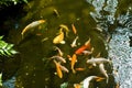 Goldfish swimming in pond