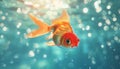Goldfish Swimming in Water With Bubbles Royalty Free Stock Photo