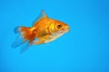 Goldfish swims in an aquarium on a blue background. Royalty Free Stock Photo