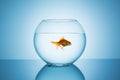 Goldfish swims away in a fishbowl