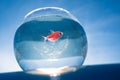 A goldfish swims in a round aquarium against a blue sky.