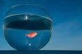A goldfish swims in a round aquarium against a blue sky.