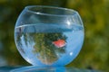 A goldfish swims in a round aquarium against a blue sky and green trees.