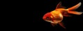 A goldfish swims in the water close-up Royalty Free Stock Photo