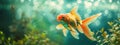 A goldfish swims in the water close-up Royalty Free Stock Photo