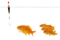 Goldfish taking the bait Royalty Free Stock Photo