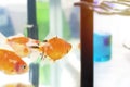 Goldfish in tank near test tube in aquarium research. Royalty Free Stock Photo