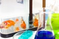 Goldfish in tank near test tube in aquarium research. Royalty Free Stock Photo