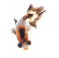 Goldfish top view isolated on white background Royalty Free Stock Photo