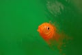 Goldfish toy in vivid green water ripples. Royalty Free Stock Photo
