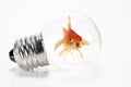 Goldfish trapped in a light bulb Royalty Free Stock Photo