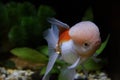 Goldfish Royalty Free Stock Photo