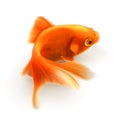 Goldfish vector illustration