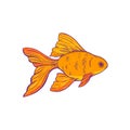 Goldfish vector illustration. Sketch style illustration of goldfish on a white background.