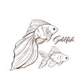 Goldfish vector illustration. Sketch style illustration of goldfish on a white background.