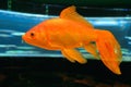 Goldfish veiltail (Carassius auratus) close-up