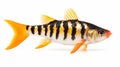 Tiger Barb Fish: Vibrant Colors On White Background