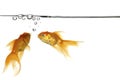 Goldfish and water Royalty Free Stock Photo