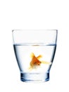 Goldfish in a water glass
