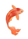 Goldfish watercolor illustration. Orange fish painting