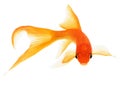 Goldfish on White Background Royalty Free Stock Photo