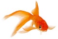 Goldfish on White Background Royalty Free Stock Photo