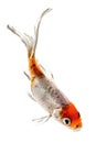 Goldfish on white Royalty Free Stock Photo