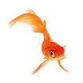 Goldfish on White Royalty Free Stock Photo