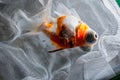 Goldfish in a white Fishnet Royalty Free Stock Photo