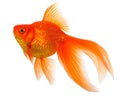 Goldfish on White Royalty Free Stock Photo