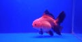 goldfish whose scales are reddish-orange and have a tail with a black tip Royalty Free Stock Photo
