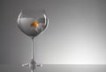 Goldfish in wineglass