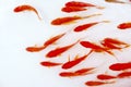 Goldfishes Royalty Free Stock Photo