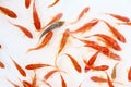 Goldfishes Royalty Free Stock Photo