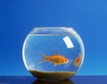 Goldfishes, carassius auratus, in Aquarium